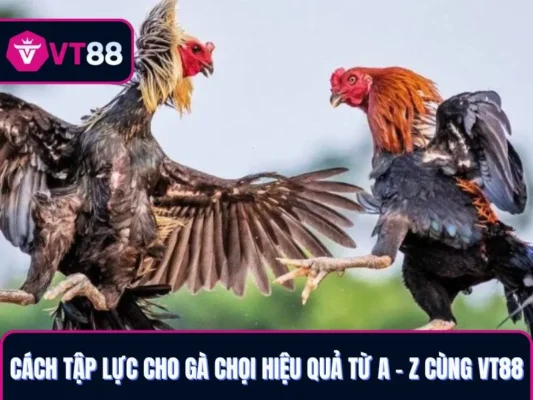 Cách tập lực cho gà chọi