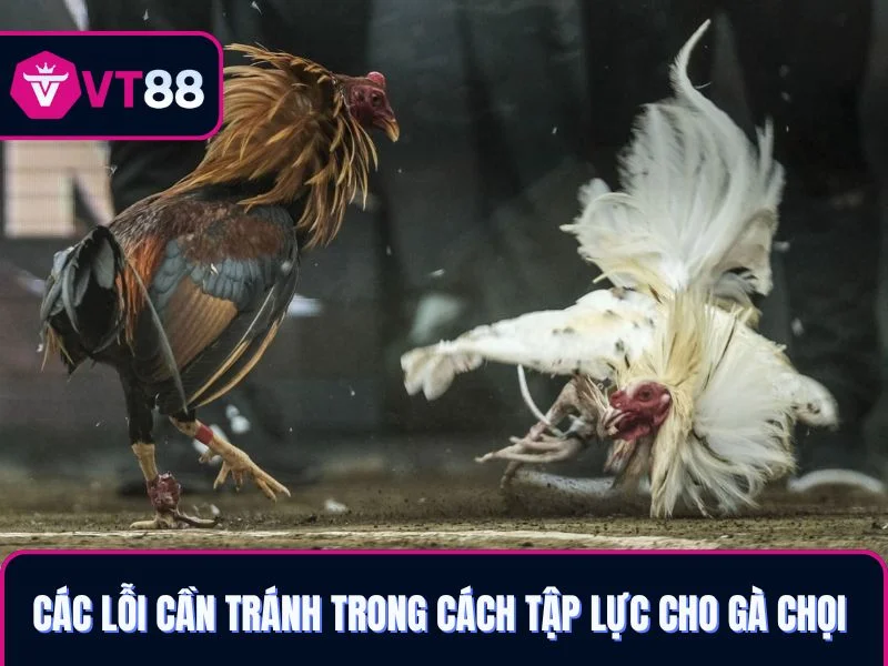 Các lỗi cần tránh trong cách tập lực cho gà chọi 