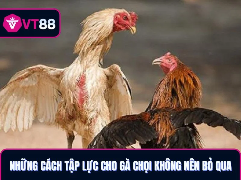 Những cách tập lực cho gà chọi không nên bỏ qua