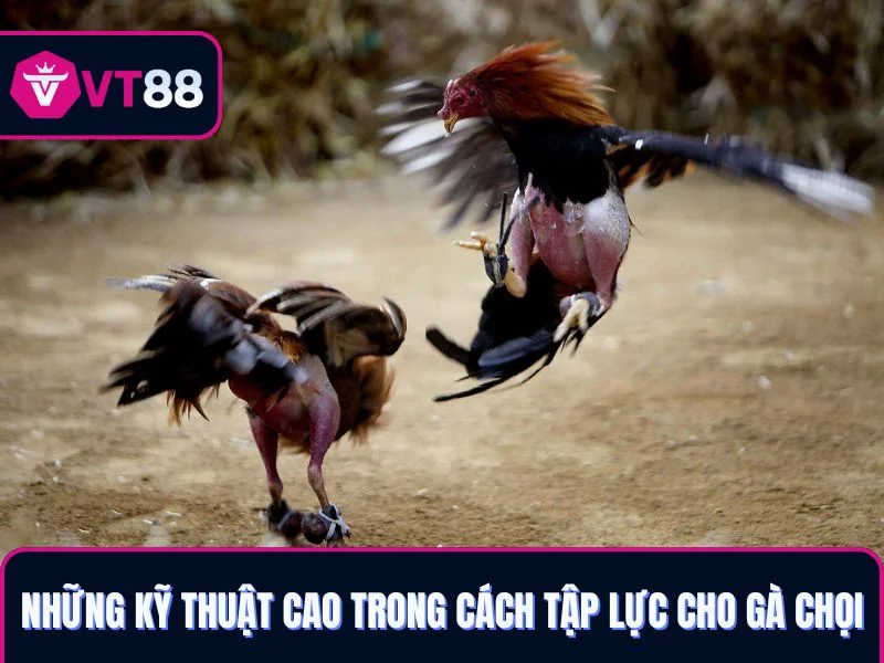 Những kỹ thuật cao trong cách tập lực cho gà chọi chuyên nghiệp