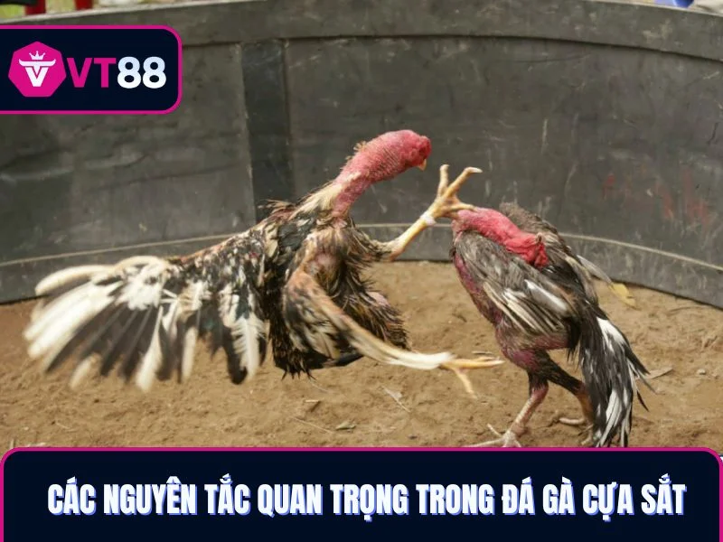 Các nguyên tắc quan trọng trong đá gà cựa sắt VT88
