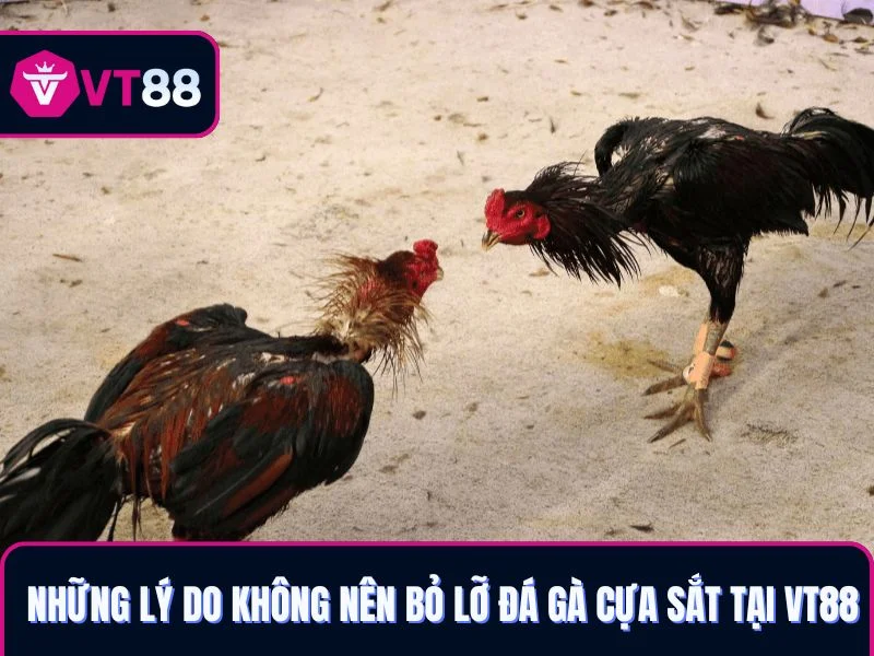 Những lý do bạn không nên bỏ lỡ đá gà cựa sắt VT88