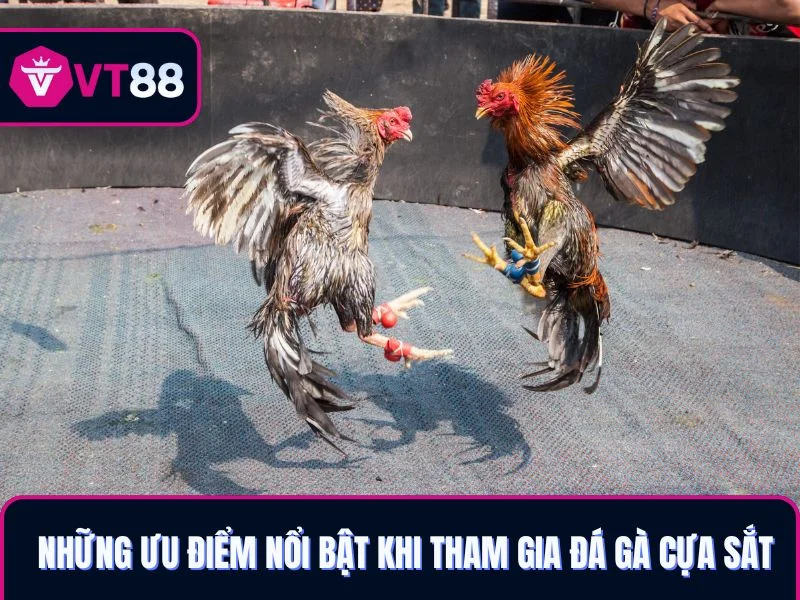 Những ưu điểm nổi bật khi tham gia đá gà cựa sắt VT88