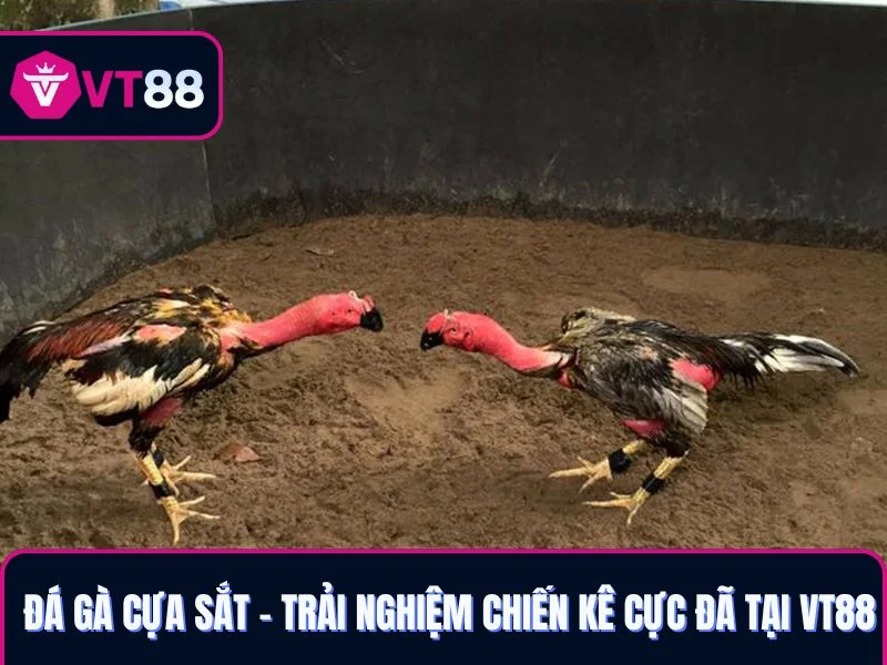 đá gà cựa sắt VT88