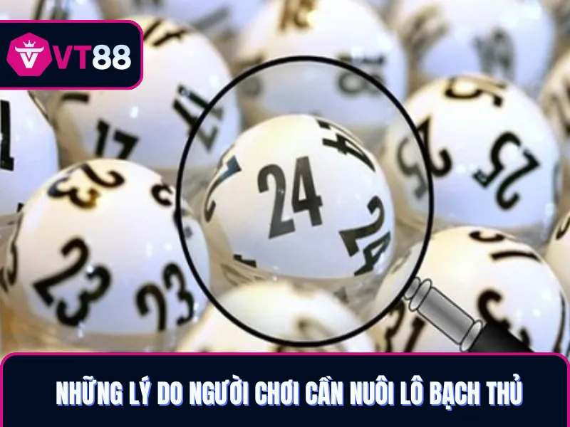 Những ưu điểm khi nuôi bạch thủ lô khung 5 ngày VT88