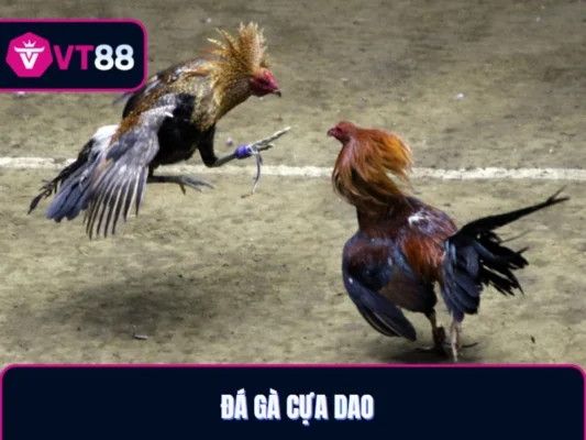 Đá gà cựa dao Phillipines