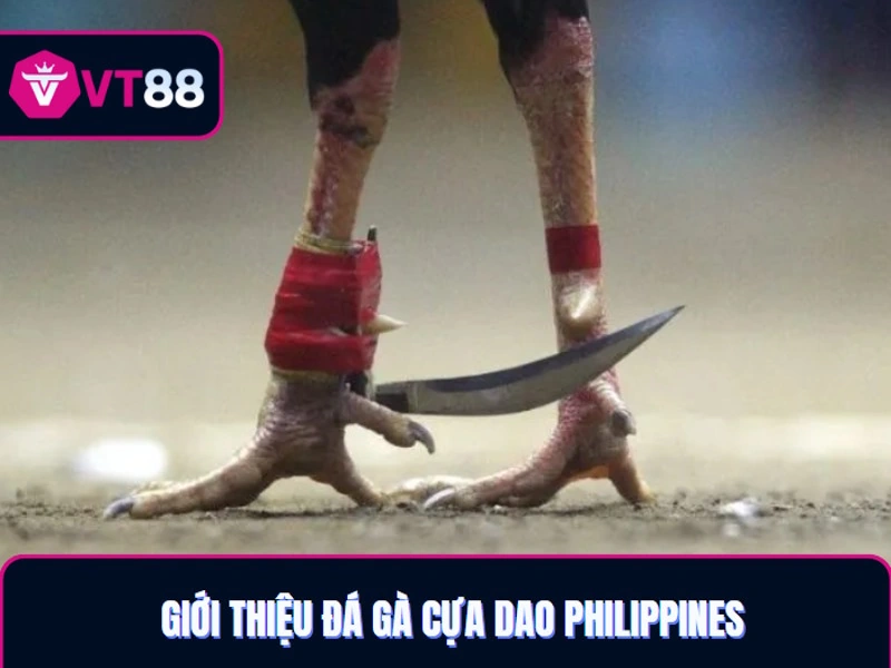 Giới thiệu đá gà cựa dao Phillipines