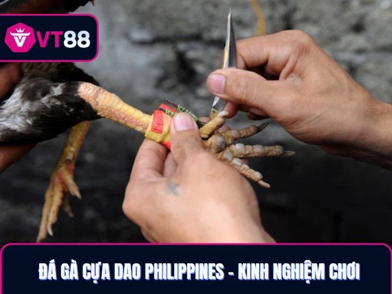 Đá gà cựa dao Phillipines - kinh nghiệm cao thủ
