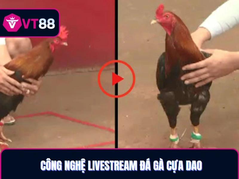 Đá gà cựa dao Phillipines với công nghệ livestream hiện đại