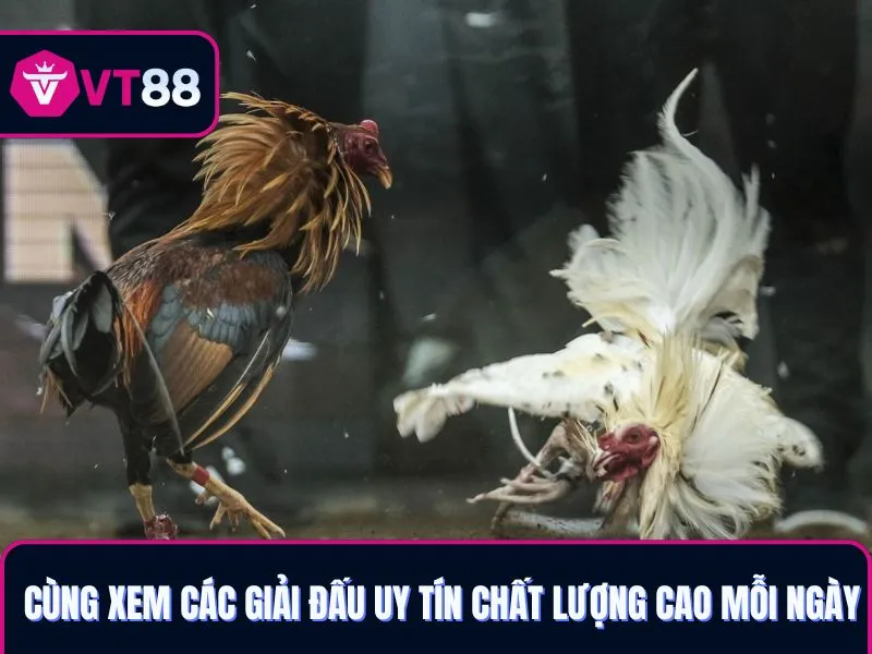 Cùng xem các giải đấu đá gà uy tín chất lượng cao mỗi ngày