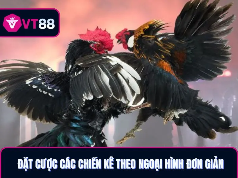 Đặt cược các trận đá gà theo ngoại hình đơn giản